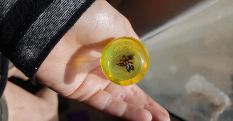 Bumble bee glass plug
